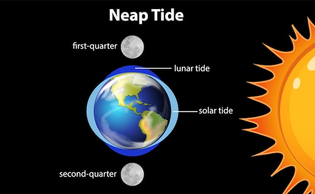 Free vector diagram showing neap tides