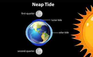 Vettore gratuito diagramma che mostra le maree quadrate