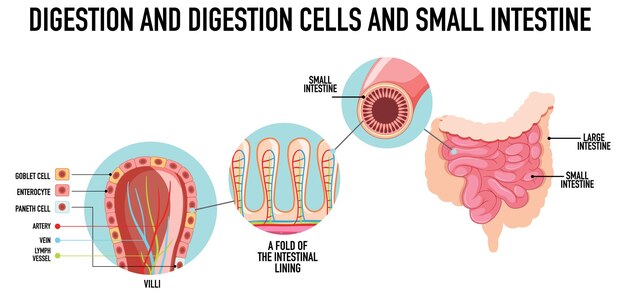 Diagram showing normal and cancer cells in human