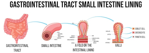 Vettore gratuito diagramma che mostra le cellule normali e cancerose nell'uomo