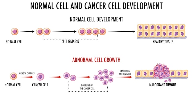 Free vector diagram showing normal and cancer cells