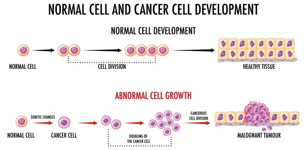 Диаграмма, показывающая нормальные и раковые клетки