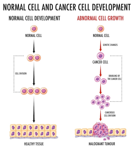Diagramma che mostra la cellula normale e la cellula cancerosa