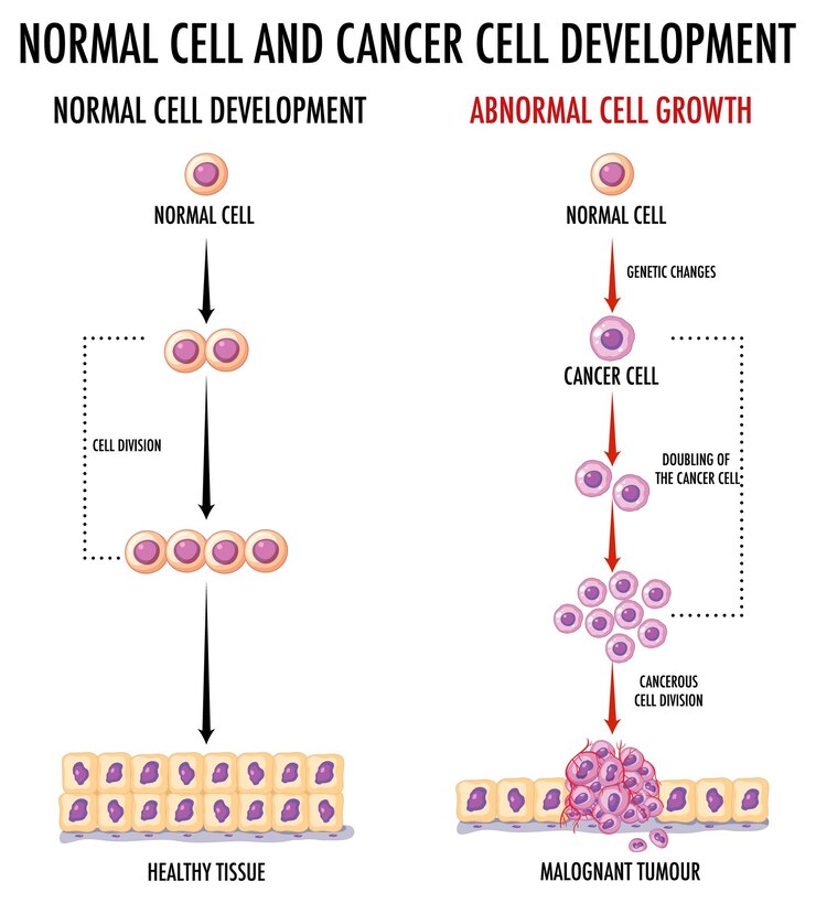 Free Vector diagram showing normal cell and cancer cell