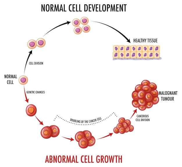 Free vector diagram showing normal cell development