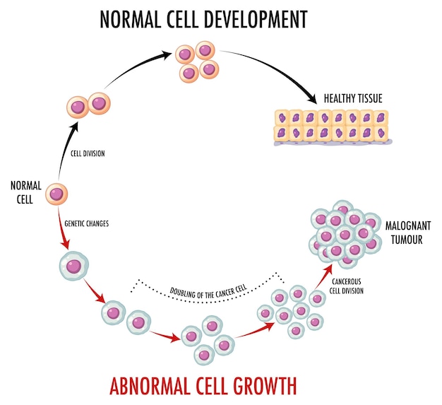 Diagramma che mostra il normale sviluppo cellulare