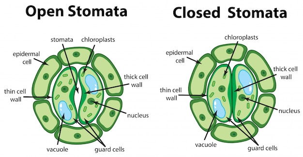 무료 벡터 차트에서 열리고 닫힌 stomata를 보여주는 다이어그램
