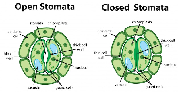 無料ベクター チャート上の開いた気孔と閉じた気孔を示す図