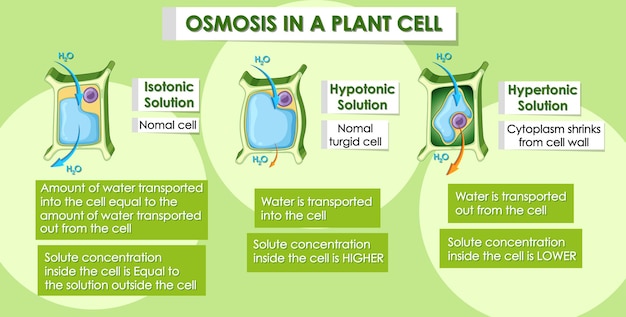 무료 벡터 식물 세포의 삼투를 보여주는 다이어그램