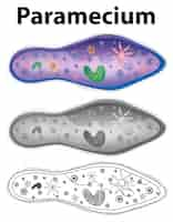 Free vector diagram showing paramecium in three designs