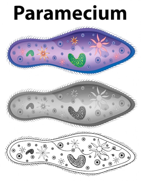 Diagram showing paramecium in three designs