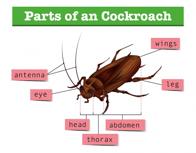 Free vector diagram showing parts of cockroach