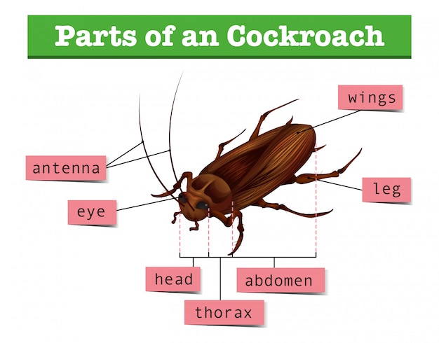 Diagram showing parts of cockroach