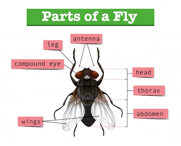 Diagram showing parts of fly