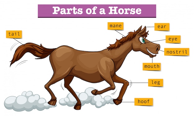 Free vector diagram showing parts of horse