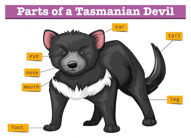 Бесплатное векторное изображение Диаграмма, показывающая части тасманского дьявола