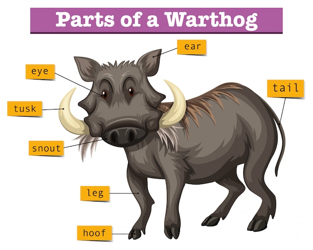 無料ベクター warthongの部品を示す図