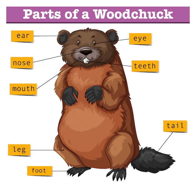 무료 벡터 woodchuck의 부분을 보여주는 다이어그램