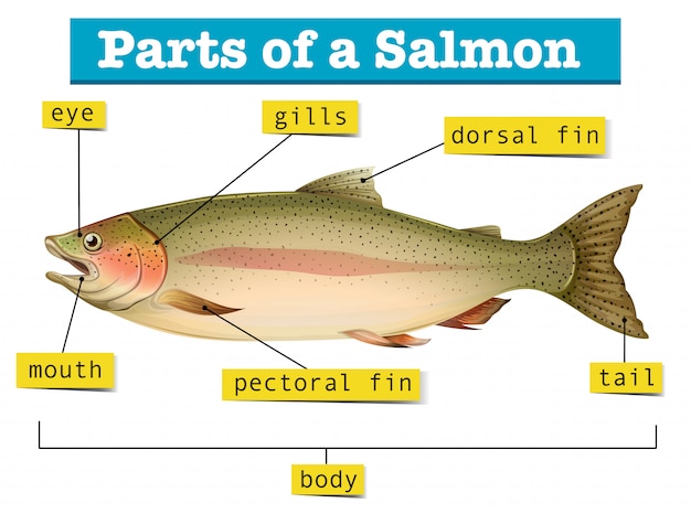 Vettore gratuito diagramma che mostra parti di salmone