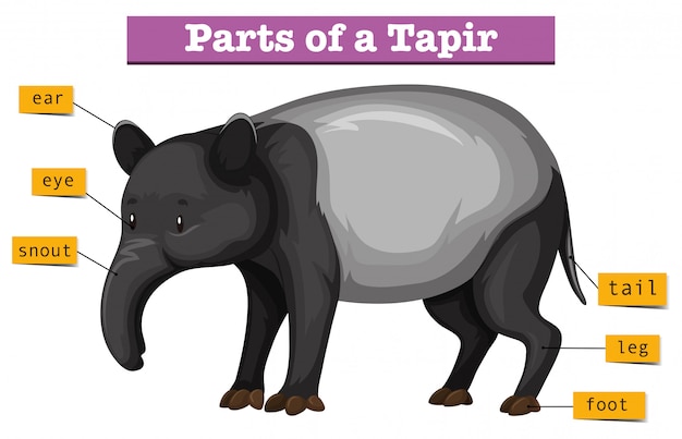 Vettore gratuito diagramma che mostra le parti del tapiro