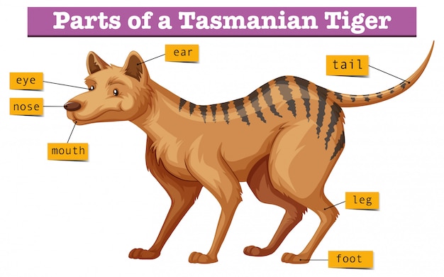 Diagramma che mostra le parti della tigre della tasmania