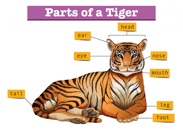 Diagram showing parts of tiger