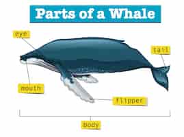 Free vector diagram showing parts of whale