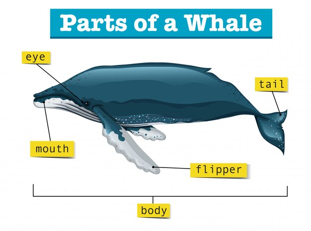 クジラの部品を示す図