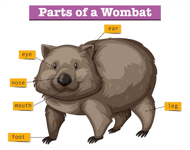 Free vector diagram showing parts of wombat