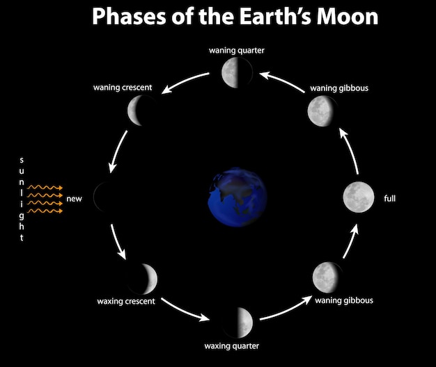 Vettore gratuito diagramma che mostra le fasi della luna terrestre