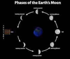 Free vector diagram showing phases of the earth's moon