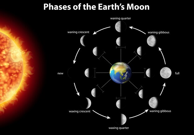 Диаграмма, показывающая фазы луны на земле