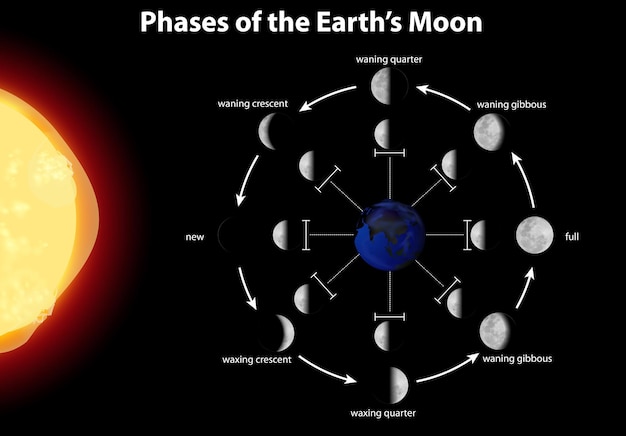 Диаграмма, показывающая фазы земной луны Бесплатные векторы