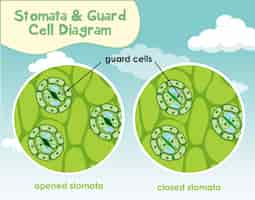 Бесплатное векторное изображение Диаграмма, показывающая клетку растения с устьицами и защитной клеткой
