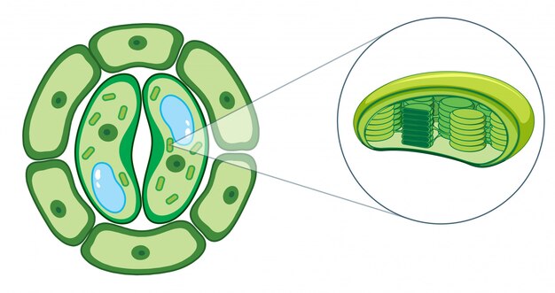 Diagram showing plant cell