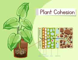 Free vector diagram showing plant cohesion