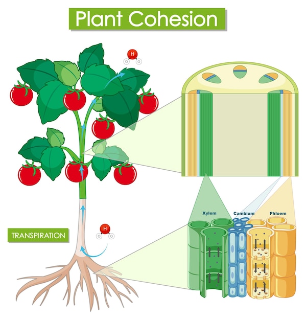 Free vector diagram showing plant cohesion