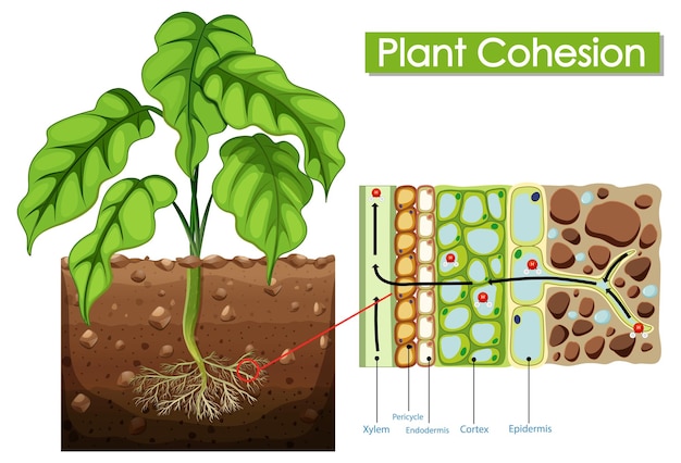 Free vector diagram showing plant cohesion