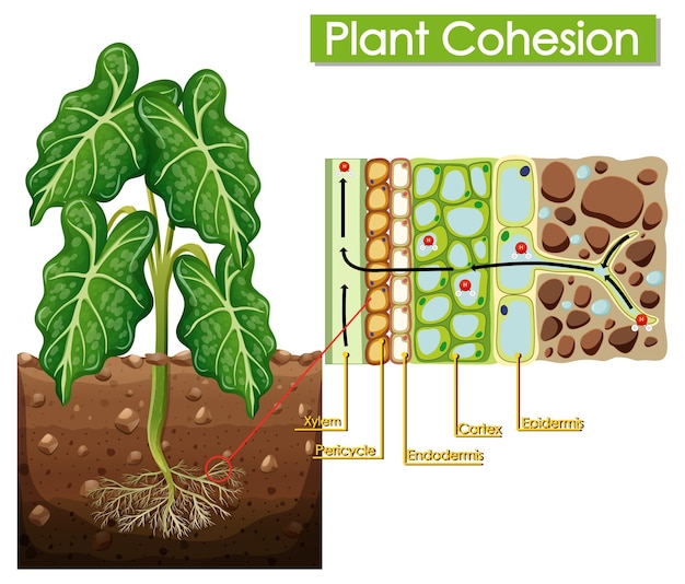 Diagram showing plant cohesion