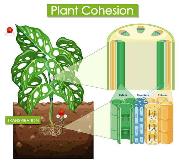 Diagram showing plant cohesion