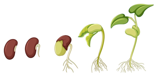 白い背景で成長している植物を示す図