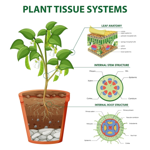 Free vector diagram showing plant tissue systems