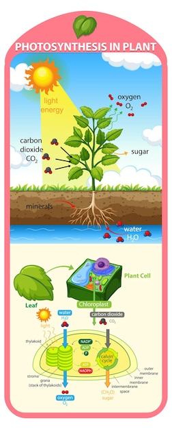 無料ベクター 植物の光合成過程を示す図