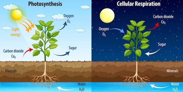 Free vector diagram showing process of photosynthesis and cellular respiration