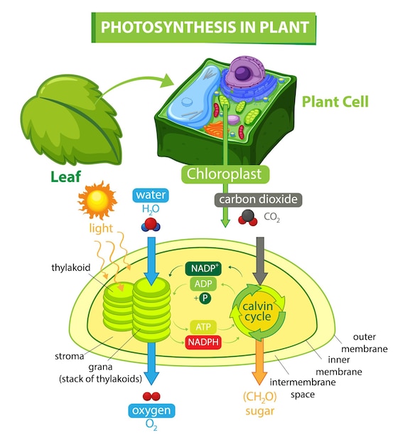 Диаграмма, показывающая процесс фотосинтеза на растительной иллюстрации