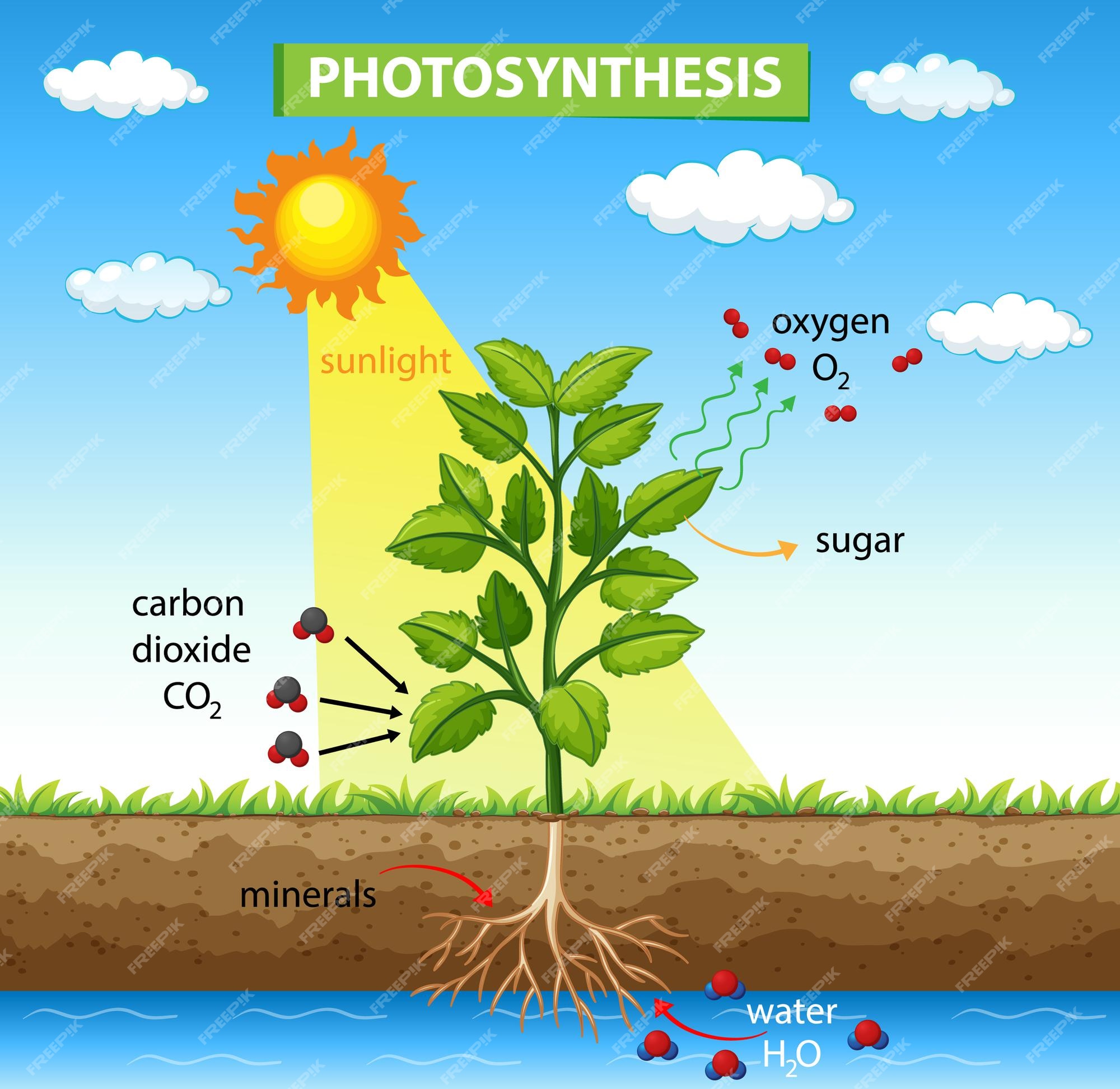 photosynthesis cycle