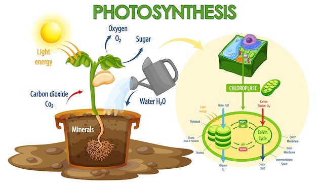 Diagram showing process of photosynthesis in plant