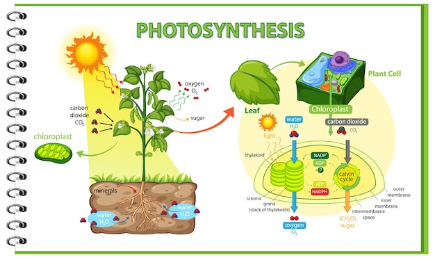 植物の光合成過程を示す図