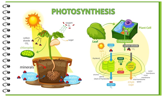 Diagram showing process of photosynthesis in plant