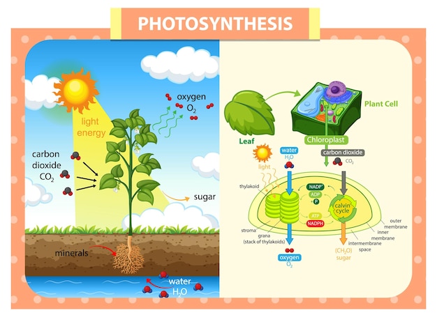 Diagramma che mostra il processo di fotosintesi nella pianta